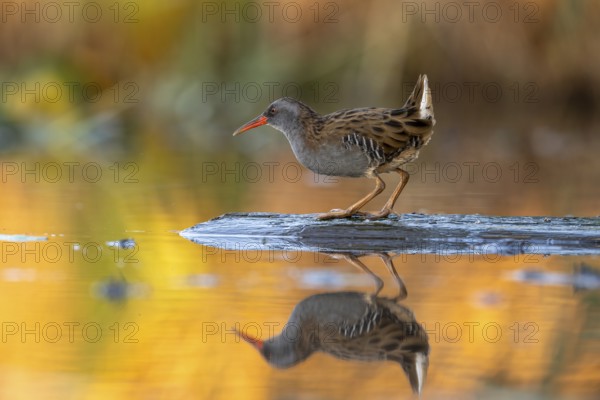 Water rail (Rallus aquaticus), on tree trunk in water, standing, warm colorful sunlight, Race, Slovenia