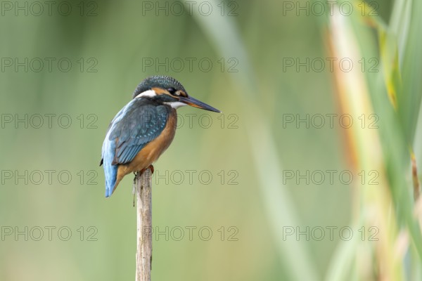 Kingfisher (Alcedoatthis) on reed, sideways, Race, Slovenia