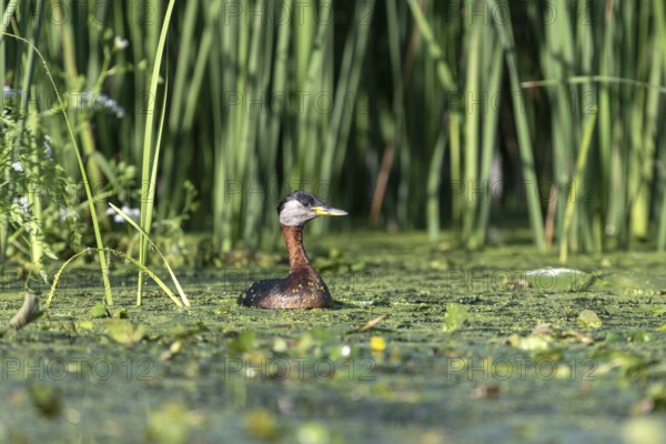 Red-necked grebe (Podiceps grisegena), in water, Danube Delta, Romania