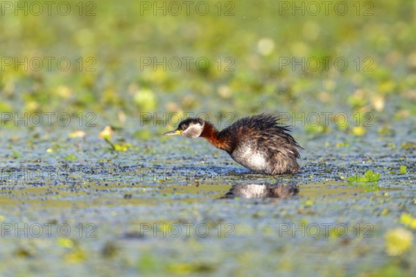 Red-necked grebe (Podiceps grisegena), in water, sideways, Danube Delta, Romania