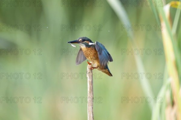 Kingfisher (Alcedoatthis) on reed, sideways, with fish in its beak, Race, Slovenia