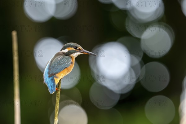 Kingfisher (Alcedoatthis) on reed, sideways, back light, lens flairs, Race, Slovenia