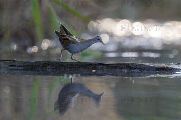 Little swamp hen (Porzama parva), on tree trunk in water, Race, Slovenia