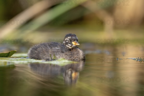 Little Grebe (Tachybaptus ruficollis), juvenile, swimming, Race, Slovenia