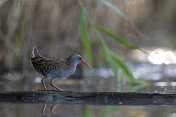 Water rail (Rallus aquaticus), on tree trunk in water, standing, Race, Slovenia