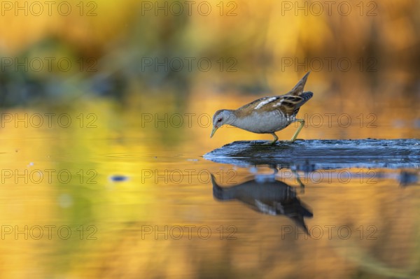 Little swamp hen (Porzama parva), on tree trunk in water, colorful evening light, Race, Slovenia