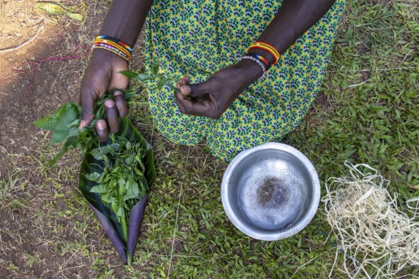 Local woman making traditional paint from leaves, near Fort Portal, Uganda