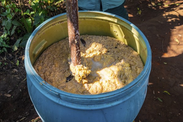 Production of banana brandy, banana plantation, near Fort Portal, Uganda