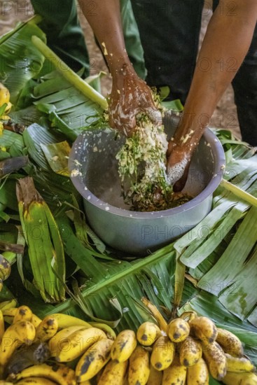 Local man, production of banana juice and banana schnapps, banana plantation, near Fort Portal, Uganda