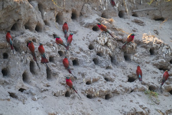Breeding caves on the banks of the Kwando, Southern carmine bee-eater (Merops nubicoides), bee-eaters breeding, Zambezi region, Caprivi Strip, Namibia
