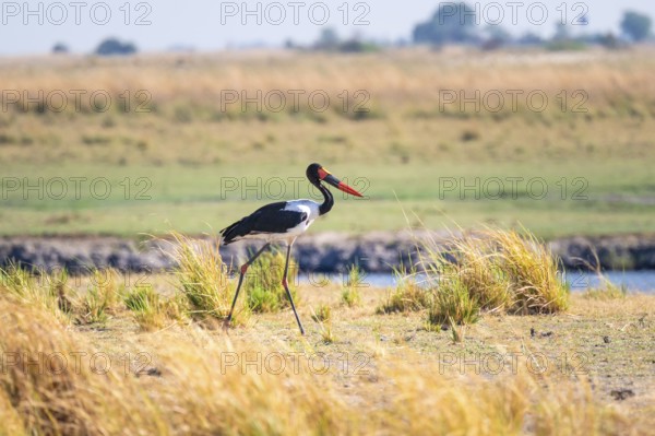 Saddle stork (Ephippiorhynchus senegalensis), Ihaha, Chobe National Park, Botswan