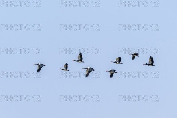 Spur goose (Plectropterus gambensis) in flight, Zambezi region, Caprivi Strip, Namibia