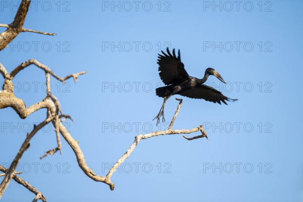 Gaspy Beak (Anastomus lamelligerus), Ihaha, Chobe National Park National Park, Botswana