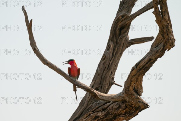 Southern carmine bee-eater (Merops nubicoides), bee-eater on a dead tree against a blue sky, Okavango Delta, Moremi Game Reserve, Botswana