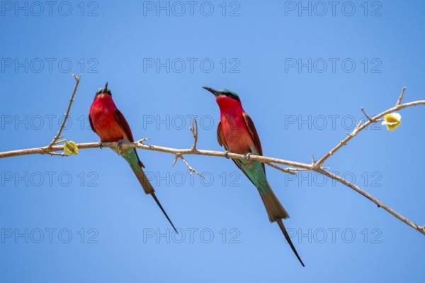 Two animals, Southern carmine bee-eater (Merops nubicoides), bee-eater sitting on branch, Okavango Delta, Moremi Game Reserve, Botswana