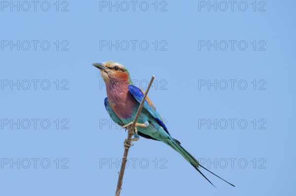 lilac-breasted roller (Coracias caudatus) sits on a branch in front of a blue sky, Moremi Game Reserve, Botswana