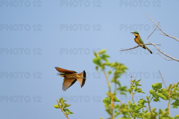 Little Bee-eater (Merops pusillus) in flight, bineater, Moremi Game Reserve, Botswana