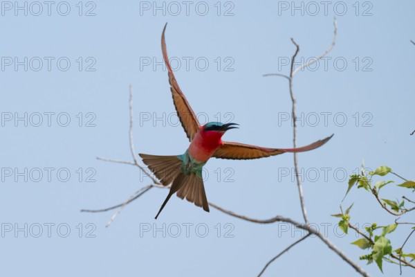 Southern carmine bee-eater (Merops nubicoides), bee-eaters flying against a blue sky, Okavango Delta, Moremi Game Reserve, Botswana