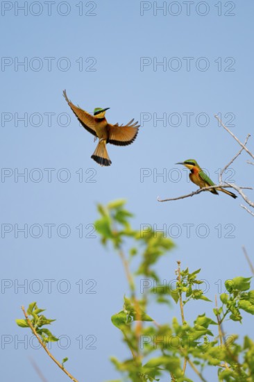 Pygmy beater (Merops pusillus) in flight, bineater, Moremi Game Reserve, Botswana