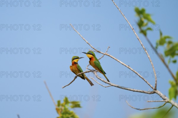 Dwarf Beeter (Merops pusillus), Bin-eater, Moremi Game Reserve, Botswana