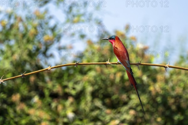 Scarlet fox (Merops nubicoides), bee-eater sitting on branch, Okavango Delta, Moremi Game Reserve, Botswana