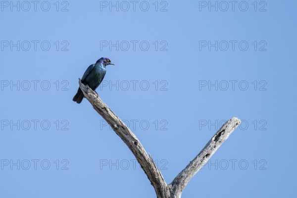 Greentail starling (Lamprotornis chalybaeus), Savuti, Chobe National Park National Park, Botswana