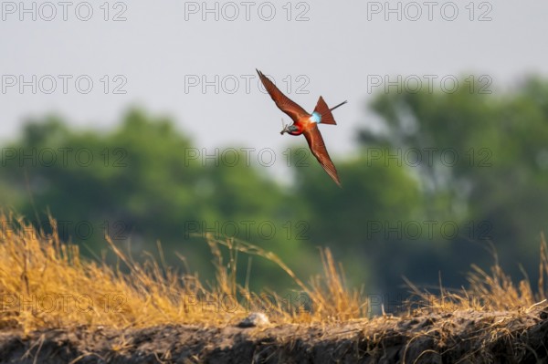 Scarlet bee (Merops nubicoides), bee-eater flying with prey, Kwando River, Zambezi region, Caprivi Strip, Namibia