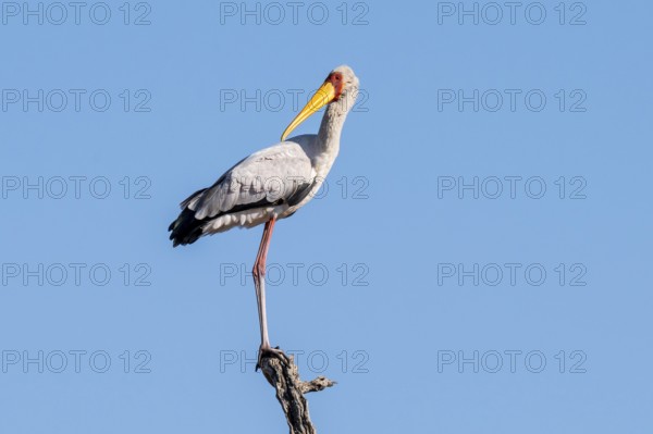 Very Hungry (Mycteria ibis), Ihaha, Chobe National Park, Botswan