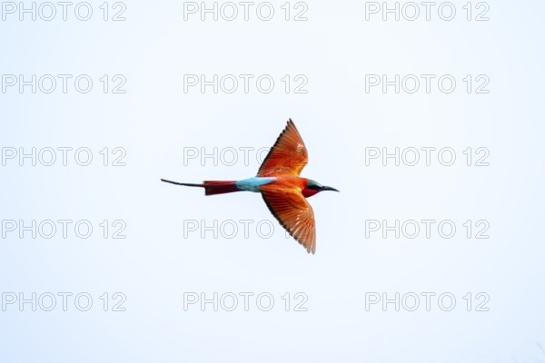 Scarlet bee (Merops nubicoides), bee-eater in flight, Kwando River, Zambezi region, Caprivi Strip, Namibia