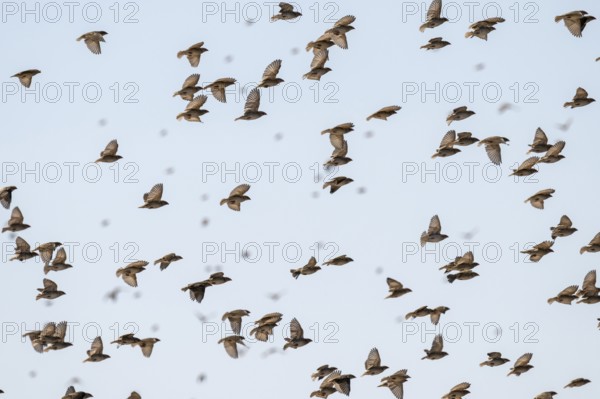 Swarm of sparrows in flight, Savuti, Chobe National Park, Botswana