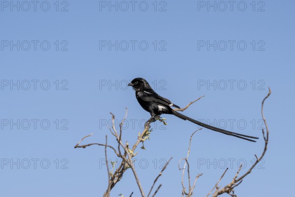 Magpie Shrike (Lanius melanoleucus), Savuti, Chobe National Park National Park, Botswana