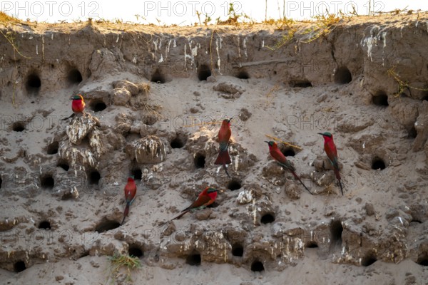 Breeding caves on the banks of the Kwando, Southern carmine bee-eater (Merops nubicoides), bee-eaters breeding, Kwando River, Zambezi region, Caprivi Strip, Namibia
