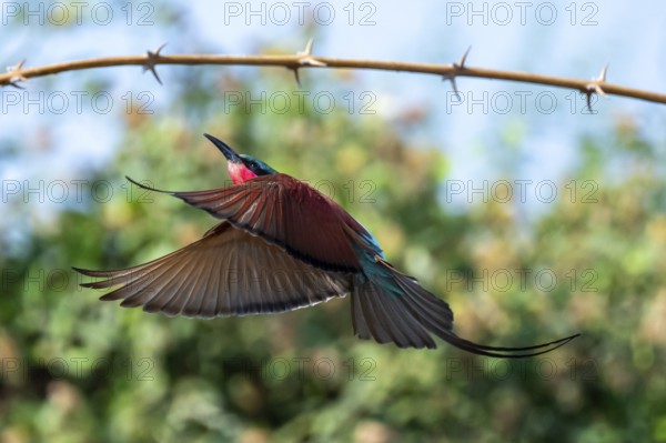 Southern carmine bee-eater (Merops nubicoides), bee-eater lands on branch, Okavango Delta, Moremi Game Reserve, Botswana