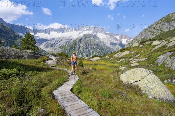 Female mountaineer on wooden plank path through mountain moor, in front of picturesque mountain scenery, Dammastock and Damma glaciers, Göscheneralp, Canton of Uri, Switzerland