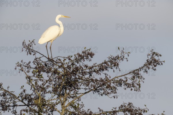 Great Egret (Ardea alba), Emsland, Lower Saxony, Germany