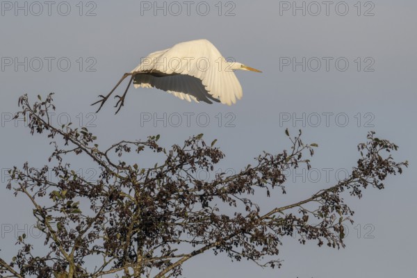 Great Egret (Ardea alba), flying, Emsland, Lower Saxony, Germany