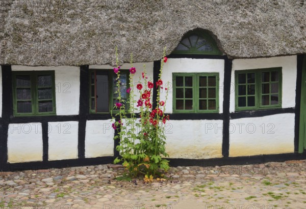 Hollyhocks by a half-timbered house with thatched roof and paved courtyard in Den gamle by, The old Funen village, open air museum in Odense, Fyn island, Funen, Denmark, Scandinavia
