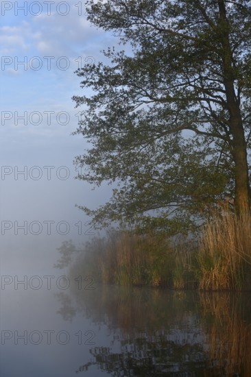 A single tree on a foggy lake in the morning light with peaceful scenery, Peenetal nature park Park, Mecklenburg-Western Pomerania, Germany