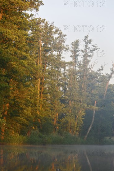 Trees in forest in foggy morning light with warm rays of sunshine, Peenetal nature park Park, Mecklenburg-Western Pomerania, Germany