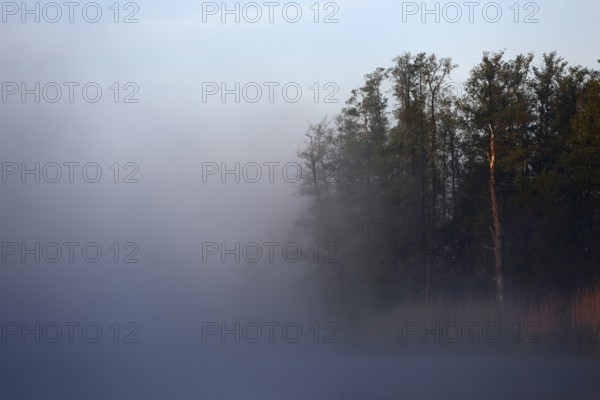 Misty landscape with trees at dusk, Peenetal nature park Park, Mecklenburg-Western Pomerania, Germany