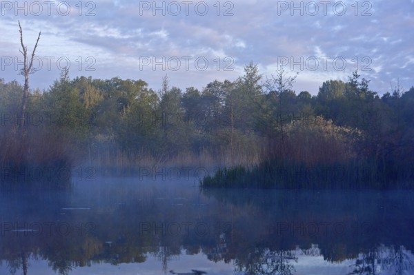Early morning on a foggy lake with trees, Peenetal nature park Park, Mecklenburg-Western Pomerania, Germany