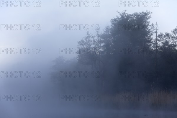 Thick fog almost obscures the trees on the lake shore, Peenetal nature park Park, Mecklenburg-Western Pomerania, Germany