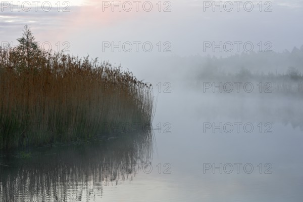Gentle fog on the lake with reeds in the foreground, subdued light, Peenetal nature park Park, Mecklenburg-Western Pomerania, Germany