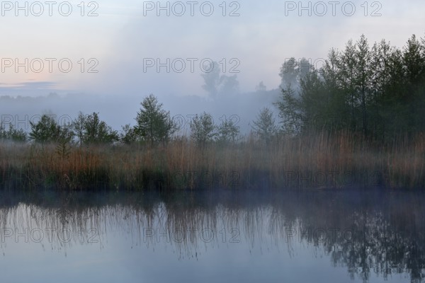 Morning fog over a quiet lake with trees in the background, Peenetal nature park Park, Mecklenburg-Western Pomerania, Germany