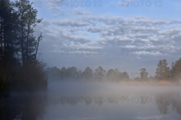 Foggy morning scene on a lake with reeds and cloudy sky, Peenetal nature park Park, Mecklenburg-Western Pomerania, Germany