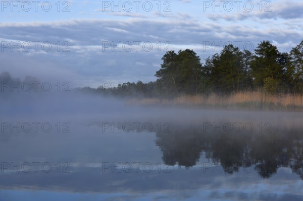 Fog sweeps across a calm lake with trees and reeds in the morning, Peenetal nature park Park, Mecklenburg-Western Pomerania, Germany