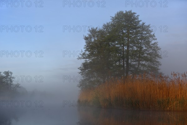 Foggy morning at the lake, grasses and trees work in the light show, Peenetal nature park Park, Mecklenburg-Western Pomerania, Germany