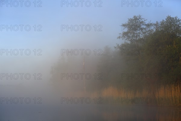 Foggy morning at the lake with rising sun, Peenetal nature park Park, Mecklenburg-Western Pomerania, Germany