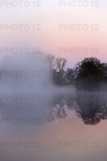 Foggy lake with trees at sunrise, pink sky reflected in water, Peenetal nature park Park, Mecklenburg-Western Pomerania, Germany