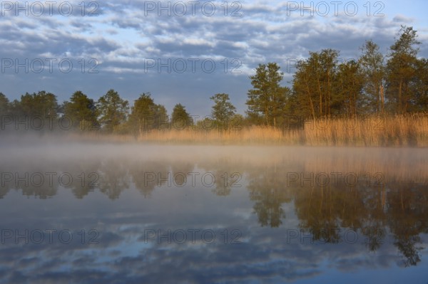 Sun-drenched reeds and trees are reflected in foggy water, Peenetal nature park Park, Mecklenburg-Western Pomerania, Germany